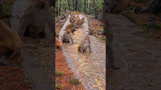 Monkey Protect Wildlife # AnimalLifeTV #Shorts 021221 11