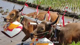 Malean Sampi, Tradisi Balap Sapi di Sawah dari Lombok