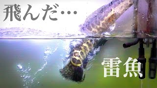 自宅で大量繁殖の〇〇をライギョ水槽に入れると…