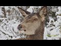 abruzzo come in una fiaba i cervi nel bosco innevato