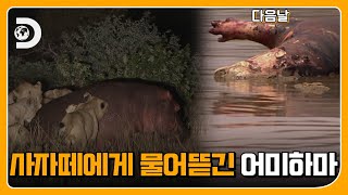 먹이를 구하러 나갔다가 결국 돌아오지 못한 어미하마 Ep.2 [야생의 제국]