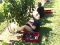 picking grapes in wnc