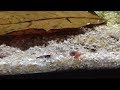 Unboxing Flip Aquatics Carbon Rili Shrimp!