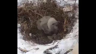 Sweet Baby Eaglet - 16 Days Old - Family Time - Duke Farms Bald Eagle Nest - March 12, 2022