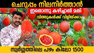 യൗവ്വനം നിലനിർത്തുന്ന അത്ഭുത പഴം | Gac Fruit Farming Kerala