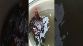 cock swimming because of increasing speed🔥