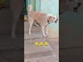 😆😆😆கடவுளிடம் இப்படி வேண்டுங்க வேண்டியது நிறைவேரும் funnyanimalsounds