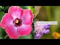 2500 hibiscus varieties part 2 kembang sepatu bunga sepatu bunga raya giant flower