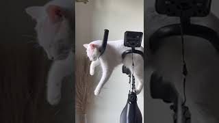 Adorable Cat Sleeps on Cycling Machine - 1420849