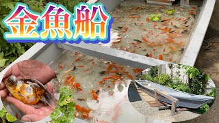 【金魚船】池の金魚たちが川船で優雅に泳ぐ今回初のペット登場！