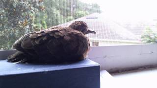 mourning dove baby chirp part 1 of 2