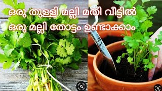 How to grow coriander in the house /ഒരു തുള്ളി മല്ലി മതി വീട്ടിൽ ഒരു മല്ലി തോട്ടം ഉണ്ടാക്കാം.