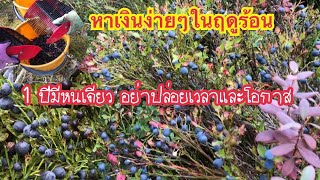 คนไทยในฟินแลนด์ ฤดูร้อนเราจะตื่นเต้นมาก หาเงินง่ายๆในฤดูร้อน