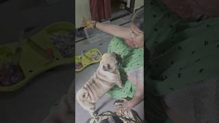 అమ్మ ఈరోజు పని చేయకూడదు అంటున్నాడు 😅🤣🐕🥰🤗 #pug #dog #cutedog #funnydogs #telugu #comedy #doglover