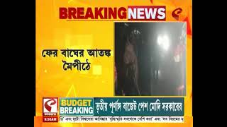 Tiger | ফের বাঘের আ*ত*ঙ্ক মৈপীঠে, দেখুন চাঞ্চল্যকর ভিডিও