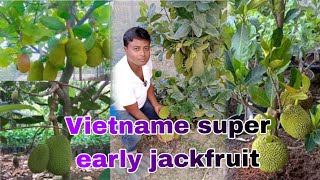 Vietnam Super Early Jackfruit Plant || वियतनाम सुपर अर्ली कटहल का पौधा || Hybrid Jackfruit Plant ||