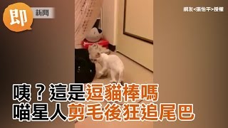 咦這是逗貓棒嗎　喵星人剪毛後狂追尾巴