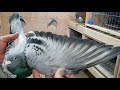 Direct Import from Belgium(Janssen Strains)| Middle distance | Racing homer Pigeon