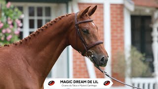 N°16 MAGIC DREAM DE LIL - PAILLOT EQUESTRIAN AUCTION - 14 July 2024