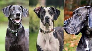 Great dane | Funny and Cute dog video compilation in 2022