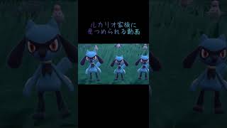 【ポケモンsv】ルカリオ家族に見つめられる動画shorts ver. #shorts #ポケモン #ポケモンsv #Pokemon #ルカリオ #リオル