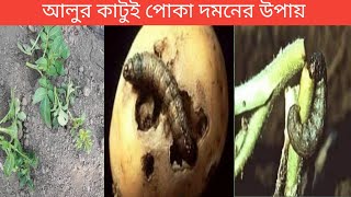 আলুর কাটুই পোকা দমনের উপায়   potato cut worm এবং আলুর ফলন বৃদ্ধি করার উপায়।