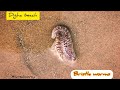 #marineanimals #annelida #bristleworms #dighaseabeach #biology #nature #zoology