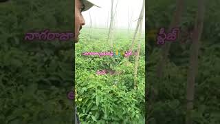 మనందరికీ వ్యవసాయంతో సంబంధం ఉంది #agriculture #youtube #shortvideoviral #rythubidda