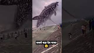 सबसे बड़ा देव मासा 😲💸 #youtubeviral #reels #youtubeviralshorts #trendingshorts #video #hindidubbed