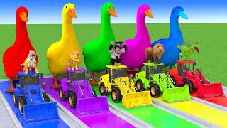 5 Giant Duck Cartoon,Cow,Elephant,Tiger,Lion,Dinosaur,Paint Wild Animals Crossing Fountain Animation