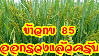 #ข้าวกข 85 เริ่มออกรวงแล้วครับ Ep.75