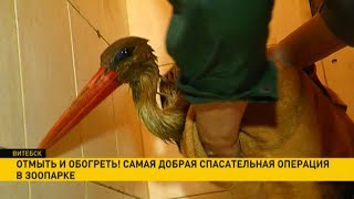 Чёрный аист станет белым: необычная спасательная операция