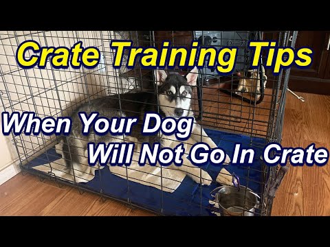 How to Crate train a dog that will not go into crate How to Crate train a dog that will not go into crate