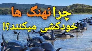 ❌راز خودکشیِ نهنگ ها و حقایقی عجیب از جسد آنها!❌