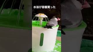 文鳥水浴びミニ噴水 #shorts