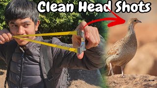 Slingshot Hunting Wild Birds Clean Head Shots | Birds Hunting For Table Food