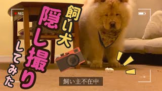 【隠し撮り】飼い犬のイタズラ現場をおさえました！