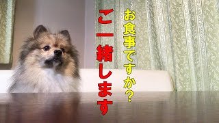 ポン＆シンバ　飼い主の食事に密着するポメラニアン  Cute Pomeranian