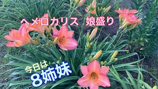 まるおの母　まるこの宿根草と低木の庭　2021 07 15 久しぶりに早朝から明るい庭。花いっぱいの庭は、今日も昆虫天国〜🥵名前が間違っていたら、ごめんねごめんね〜💦