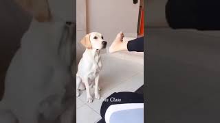 【犬の癒し動画】足は臭いからダメだワン、ご主人様 #shorts #犬 #子犬 #犬のいる暮らし #dog #dogs #doglover