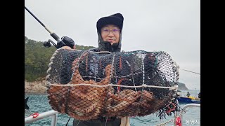 통영 원도권 돌문어낚시 전문출조 (국치마을) 대양호 23일 예약