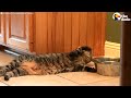 lazy cat drinks water in the chillest way possible the dodo