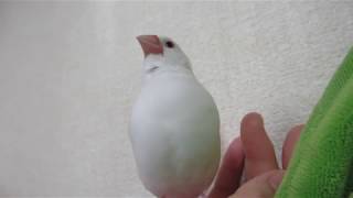 まったり文鳥VS動く指