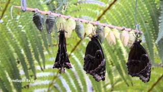 Hatching of Blue Morpho butterflies (Morpho peleides) in HD