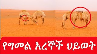 ወይ ስደት! ብዙ ያሳያል ግመል፣በረሃ ፣ጠራራ ፀሐይ፣ምግብ ለማንኛውም ሳውዲን የሚትመኙ ይችን ትመስላለች