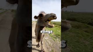 Camel said f*** you at the end🤣 #camel #viralvideo #pets #shorts