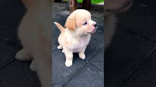 Cutest puppy adorable moments #dog #puppy #dogvideos #cutedog #doglover #pets #youtubeshorts #shorts