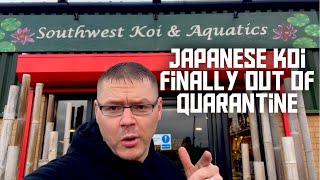 A TRIP TO THE KOI DEALER TO SEE ALL THE NEW KOI FROM JAPAN, **FINALLY OUT OF QUARANTINE**