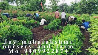 jay mahalakshmi nursery and farm gangpur vansda dharampur rod