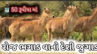 રોજ ભુંડ ભગાડવા માટેનો દેશી જુગાડ|| નીલગાય ભગાડવાનો જુગાડ || માત્ર ૫૦ રૂપિયામાં રોજને આવતા રોકો🐂🦛🐒🦬🦬